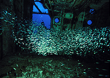 Cozumel Wreck Dive