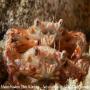 images/macro/Bpelnar_003.jpg