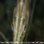 images/macro/Bpelnar_004.jpg