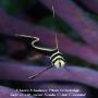images/macro/Bpelnar_005.jpg