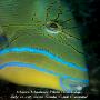 images/macro/Bpelnar_006.jpg