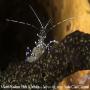 images/macro/Bpelnar_008.jpg