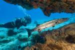 ACOZ_CEDRAL_FEB_07_064
