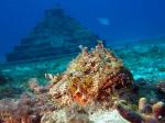 JLyle Aug14 scorpionfish pyramid
