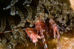 Pistol shrimp in a corkscrew anemone