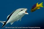 Suellen Girard won a Sea & Sea YS-01 Strobe