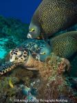 Jennifer Nevious won a $100 gift certificate from Blue Abyss Photo