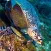 Grazing turtle with friends looking for leftovers. July 2014, Scuba Club 10560369_10204761245818001_5193346902860934440_o_b12b2f7ea7c32919260ba1a70183d444.jpg